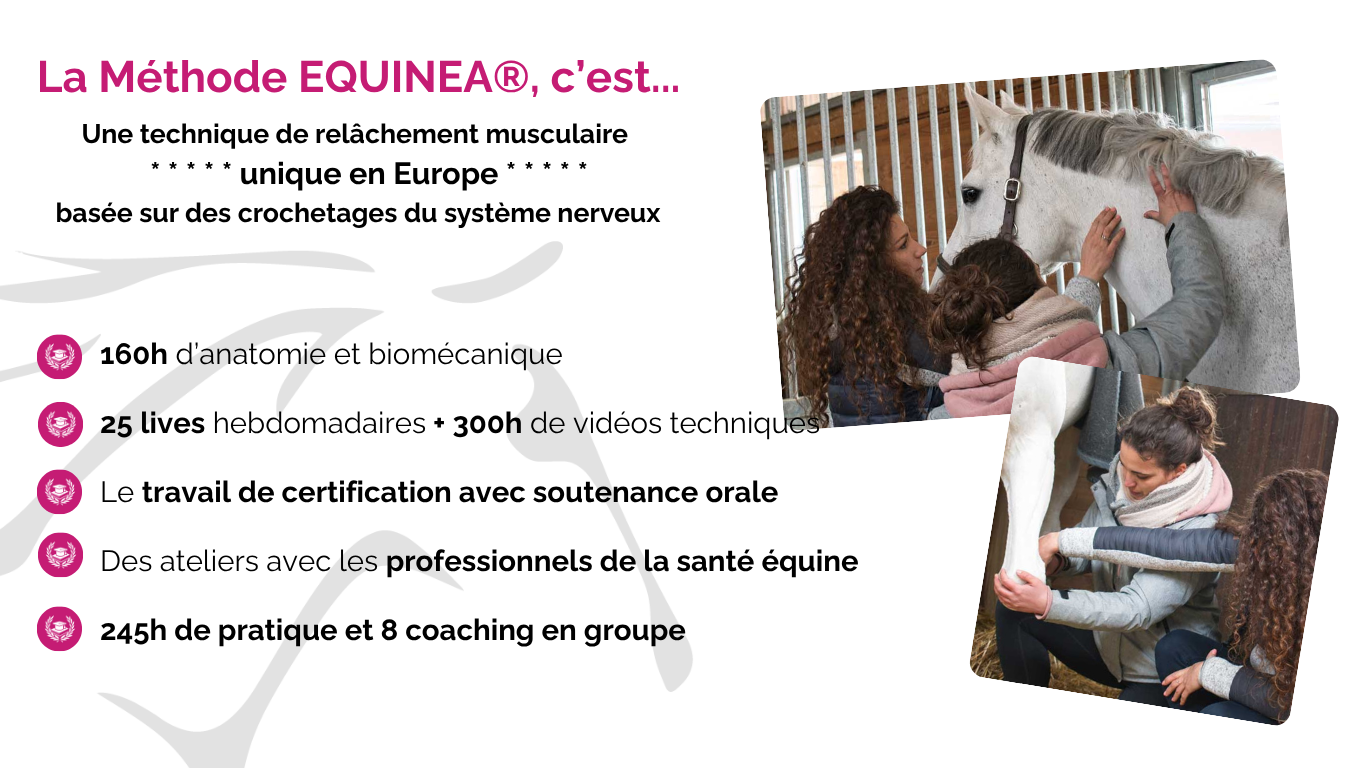 Academy EQUINEA (2)