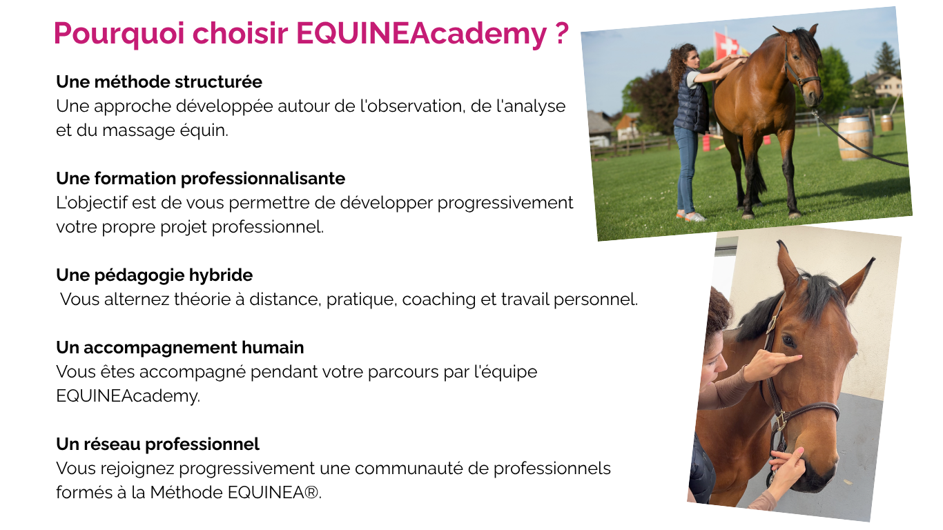 Academy EQUINEA (7)